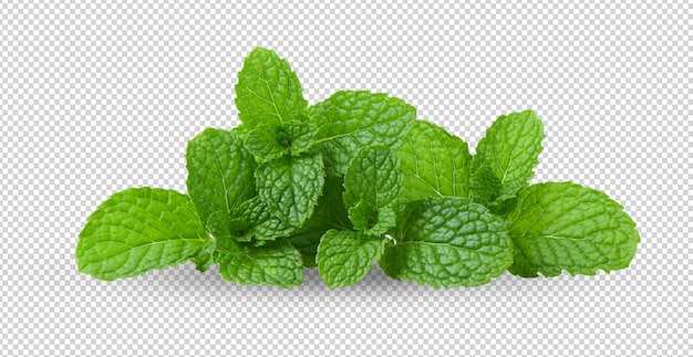 Mint leaves on alpha layer