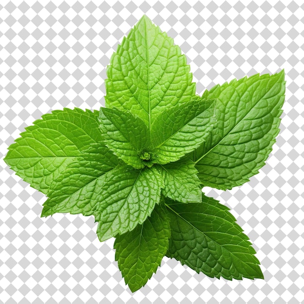 Mint leaves Isolated on transparent background PNG file format