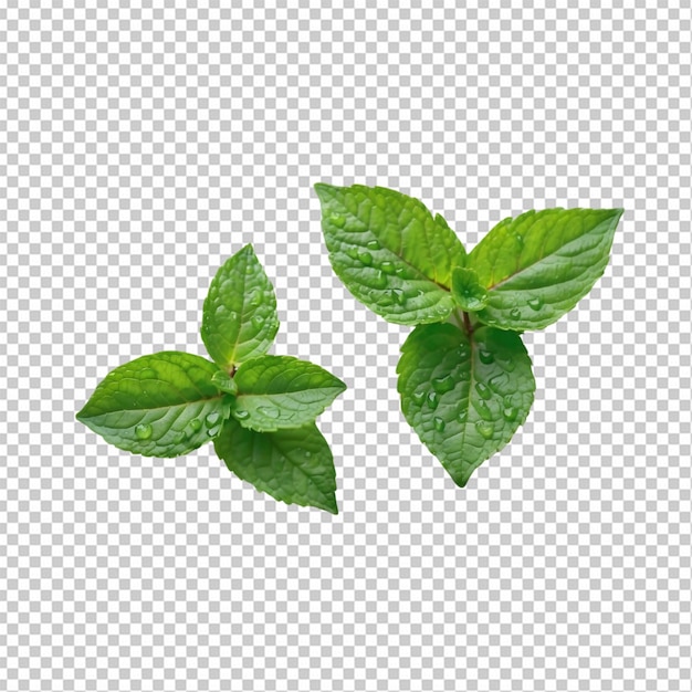 Mint leaves of plant