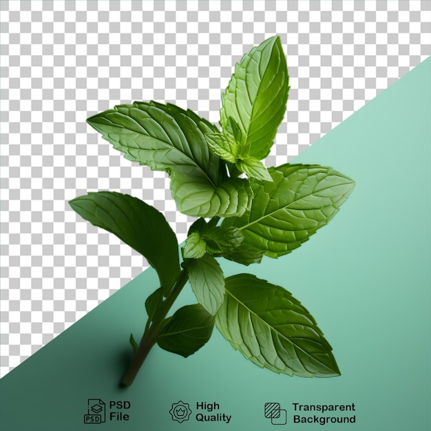 mint leaves on transparent background include png file