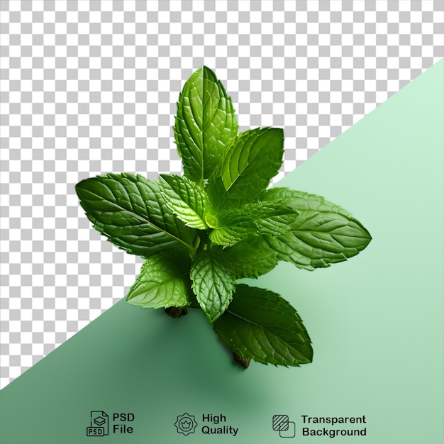 mint leaves on transparent background include png file