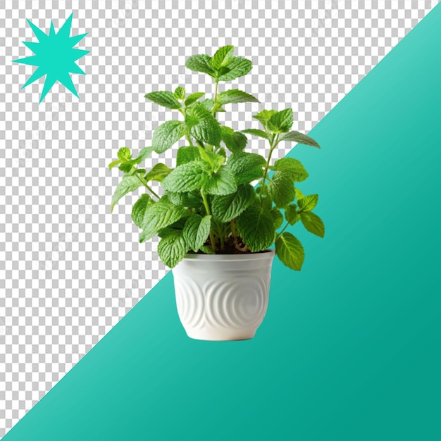 mint plant on transparent background