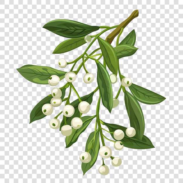 mistletoe transparent background vector elementon transparent background