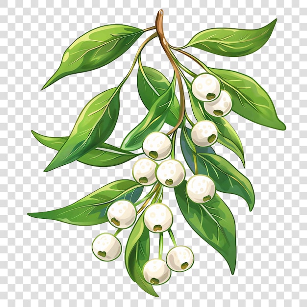 mistletoe transparent background watercolor cliparton transparent background