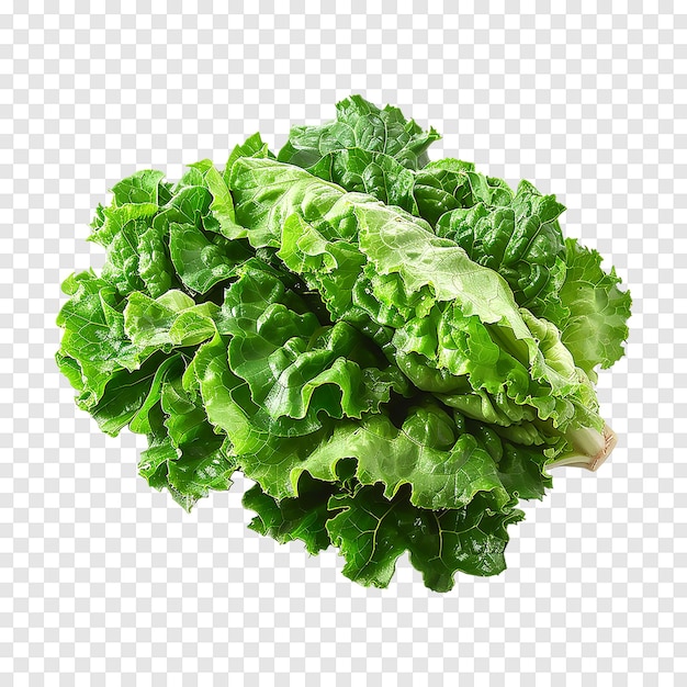 Mizuna lettuce isolated on transparent background