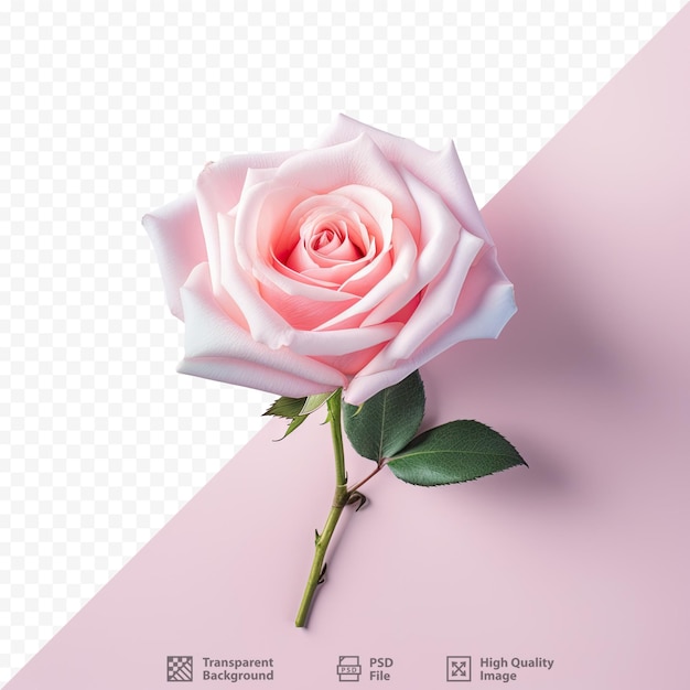 Mockup of a pink rose for mother wedding and valentine s day with top and close up view design concept