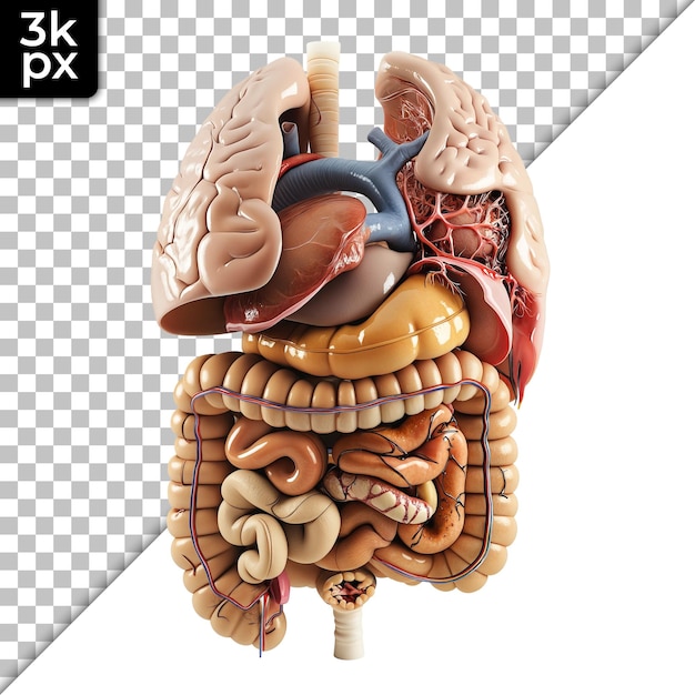 PSD a model of a human brain with a person on it