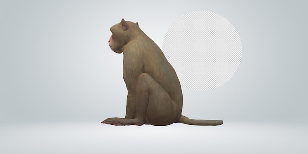 Monkey isolated on a Transparent Background