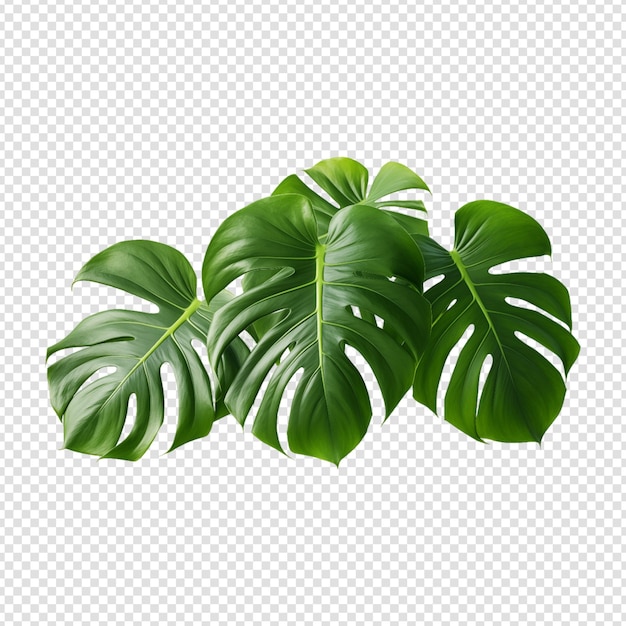 Monstera Deliciosa leaf isolated on transparent background