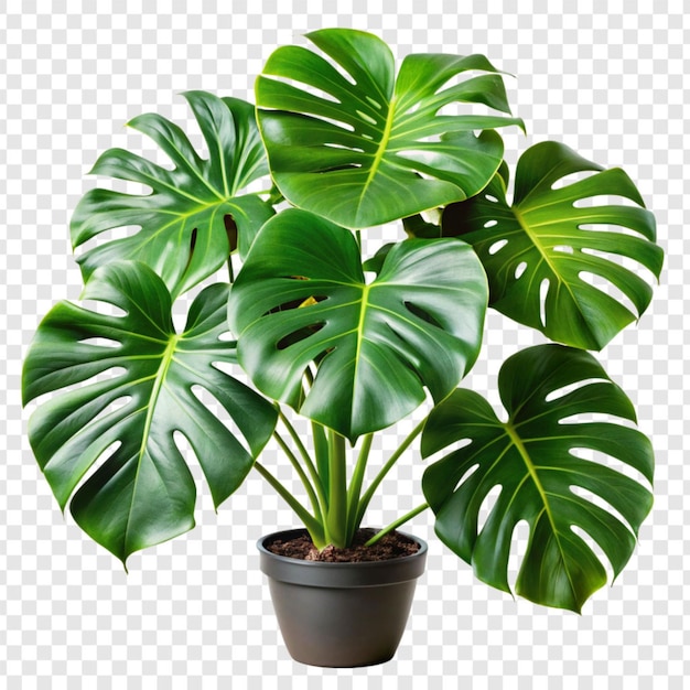 PSD monstera deliciosa png isolated on transparent background