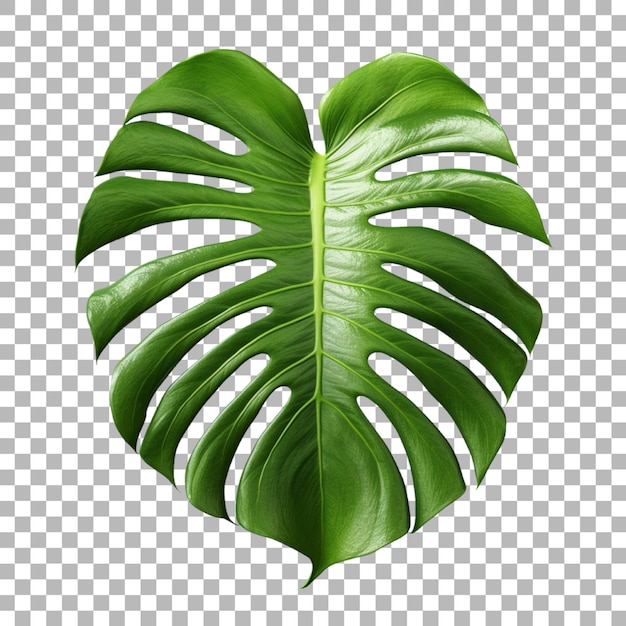 Monstera leaf on transparent background