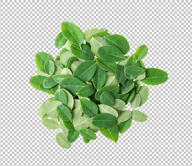 Moringa leaves on alpha layer