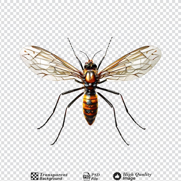 mosquito isolated on transparent background