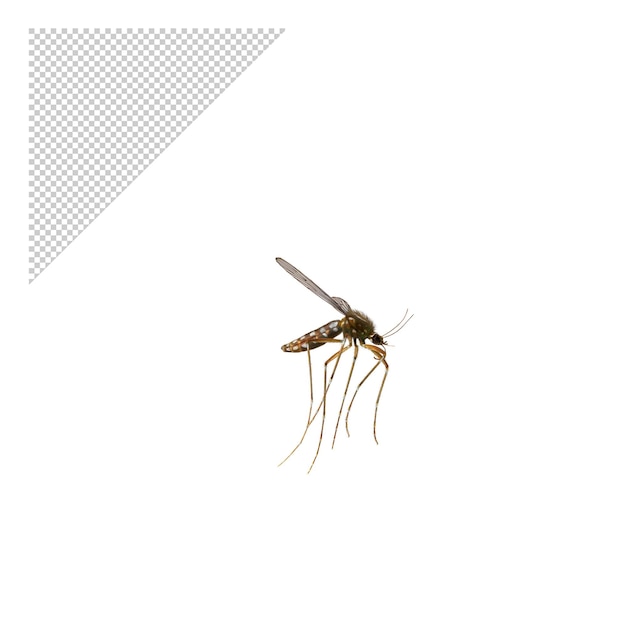 mosquito
 PNG