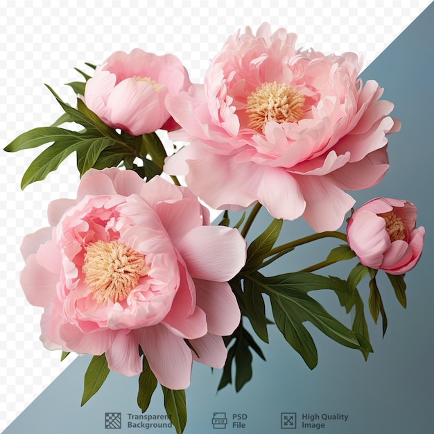 Mother s Day peonies