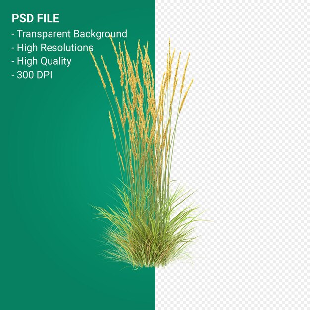 Muhlenbergia Rigen tree 3d render isolated