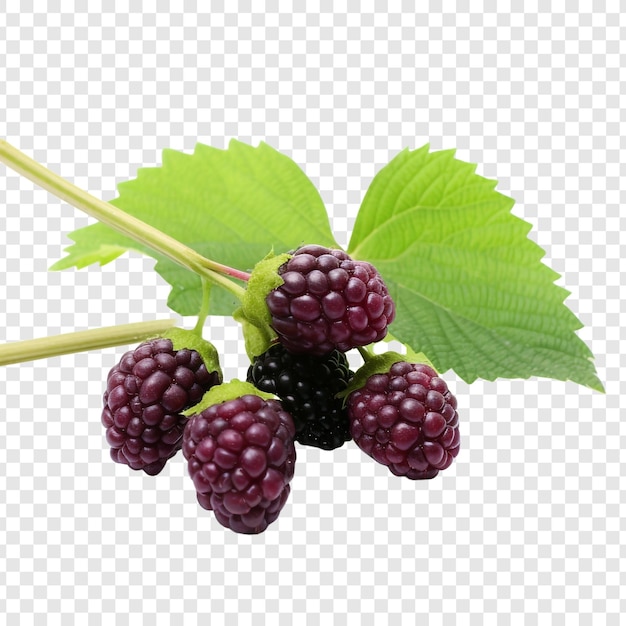 Mulberry isolated fruits on transparent background