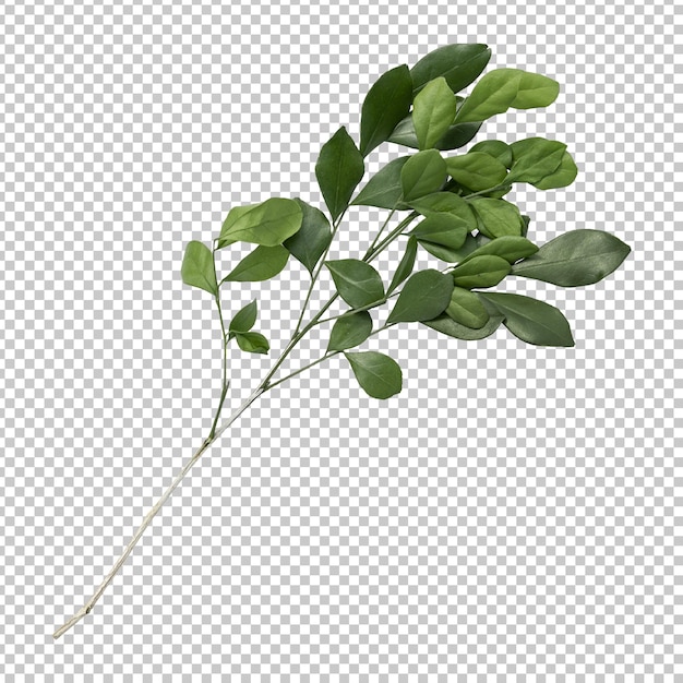 Murraya leaves isolated rendering