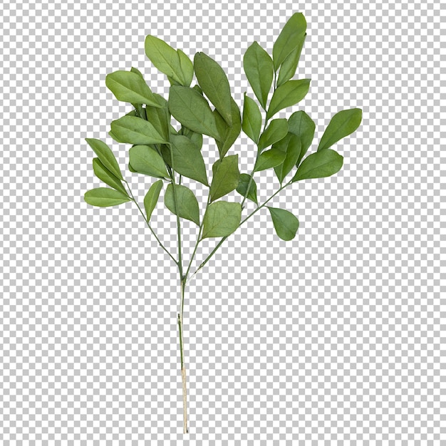 Murraya leaves isolated rendering