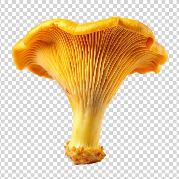 PSD mushroom chanterelle isolated on white background