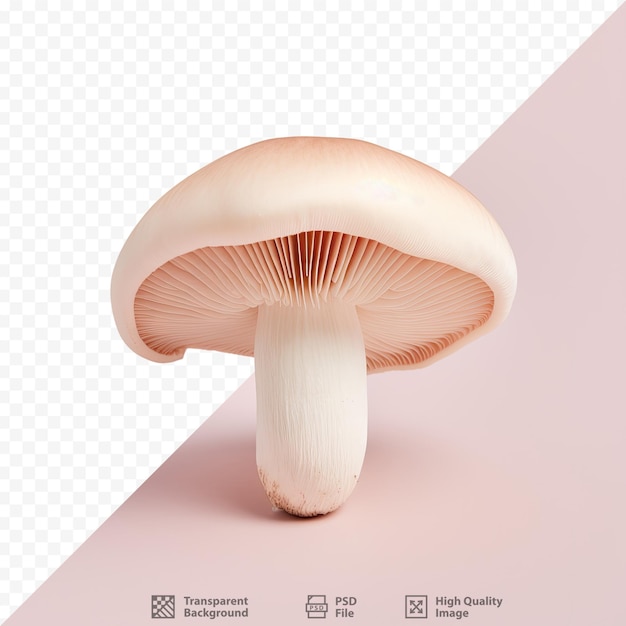 a mushroom is shown on a pink background with the words " mushroom " on the bottom.