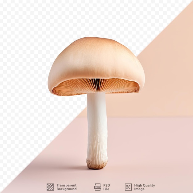 Mushroom isolated on transparent background