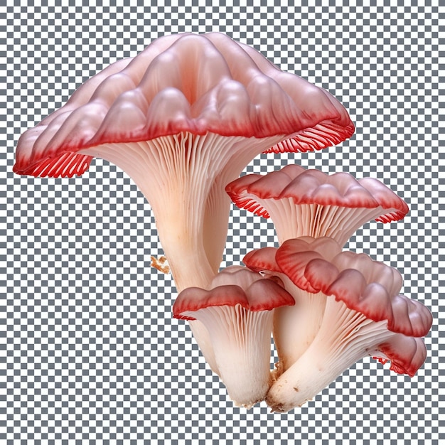 mushrooms