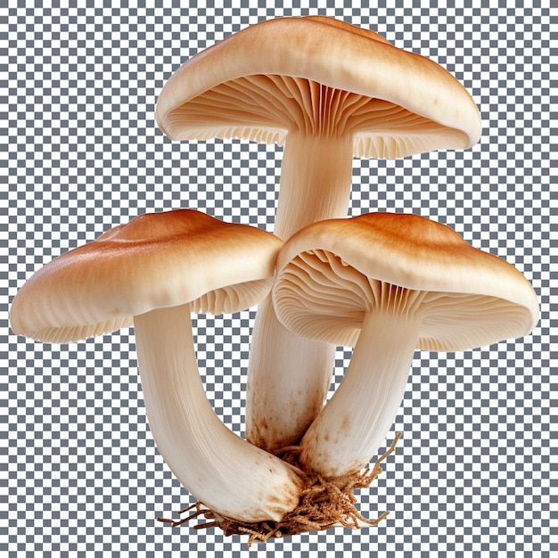 mushrooms