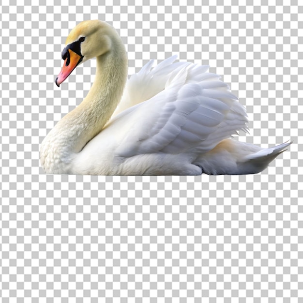 mute swan Transparent background