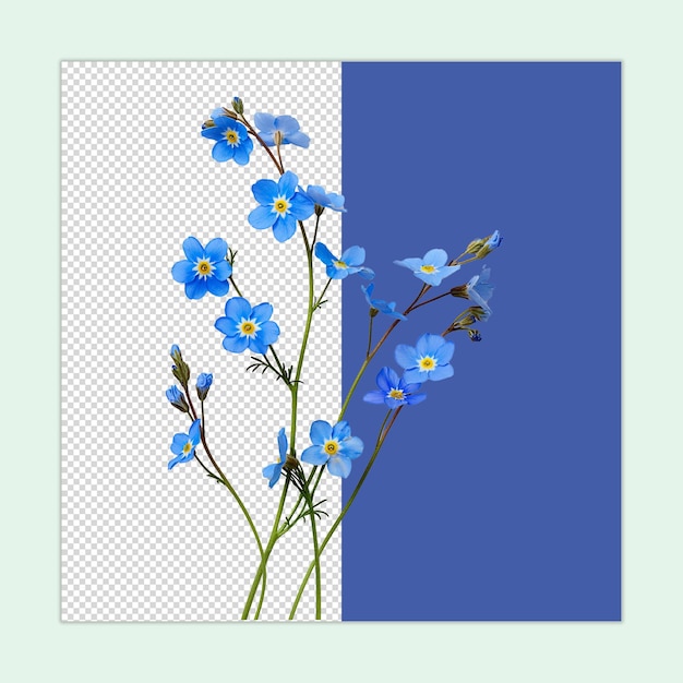 PSD myosotis psd scorpion grasses flower forget me not flower isolated illustration