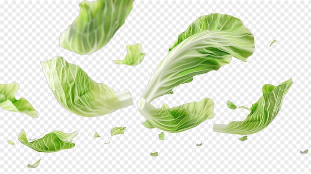 Napa cabbage realistic vegetable healty food isolated on transparent background