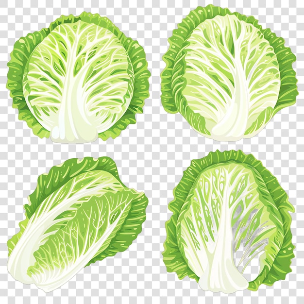 PSD napa cabbage realistic vegetable healty food