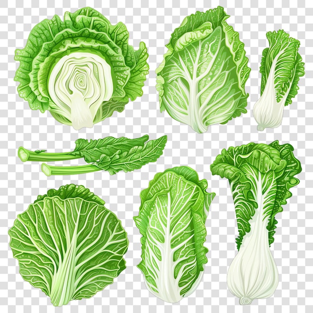 PSD napa cabbage realistic vegetable healty food