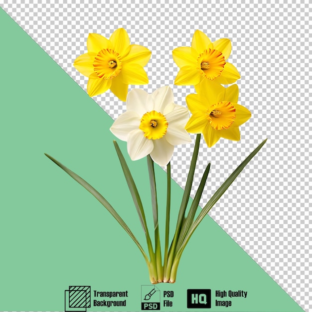 PSD narcissus yellow on the transparent background 1