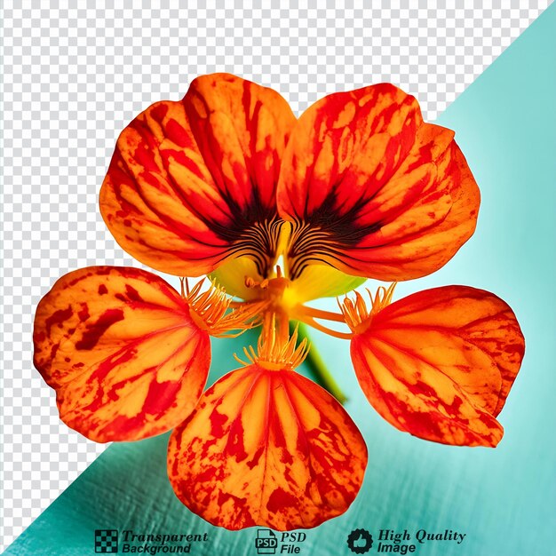 PSD nasturtium flower isolated on transparent background