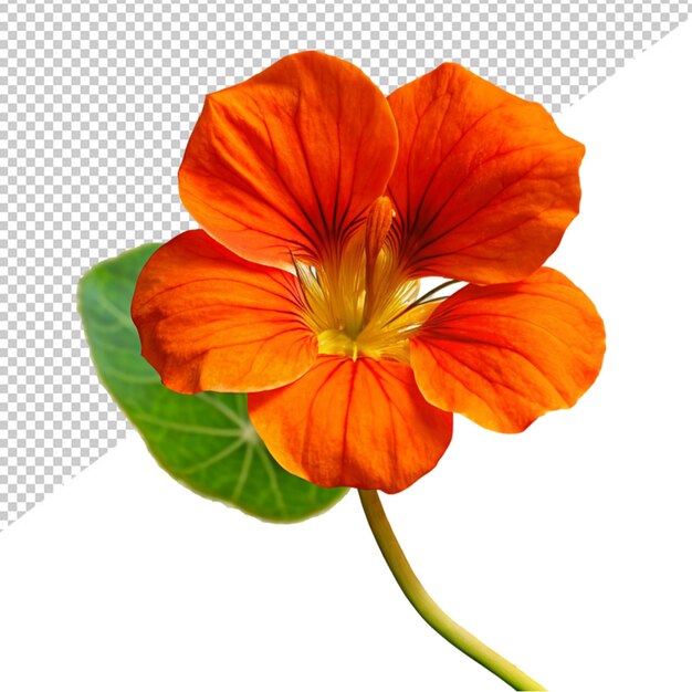 nasturtium flower on transparent background