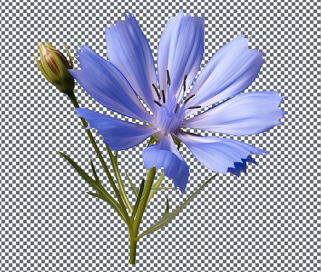 PSD natural chicory isolated on transparent background