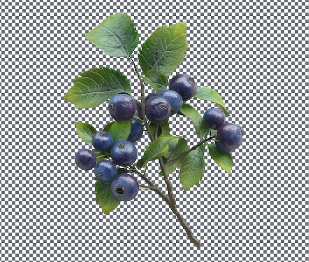 Natural and Fresh Bilberry isolated on transparent background