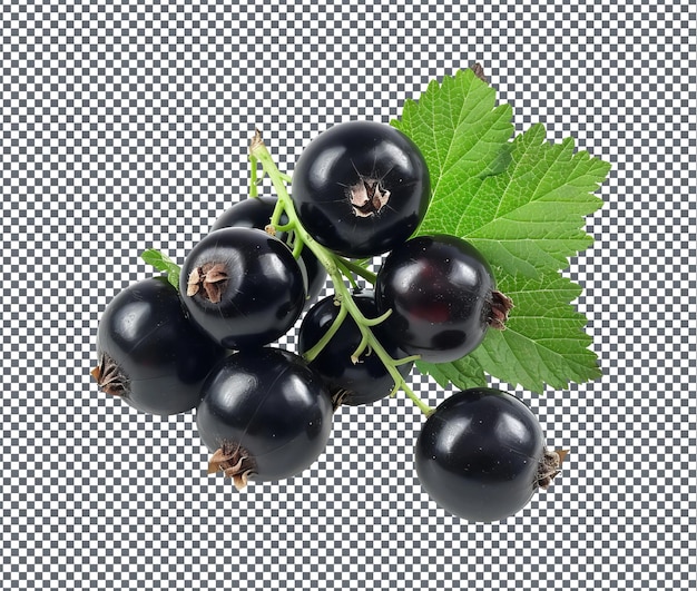 Natural and Fresh Black currants isolated on transparent background