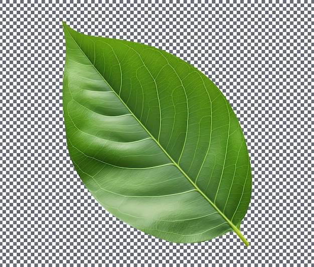 Natural and Fresh Camellia Leaf isolated on transparent background