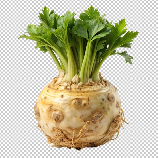 Natural and Fresh Celeriac isolated on transparent background