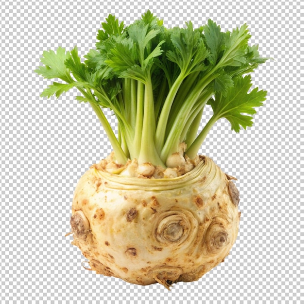 Natural and Fresh Celeriac isolated on transparent background