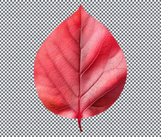 Natural and Fresh Crabapple Leaf isolated on transparent background