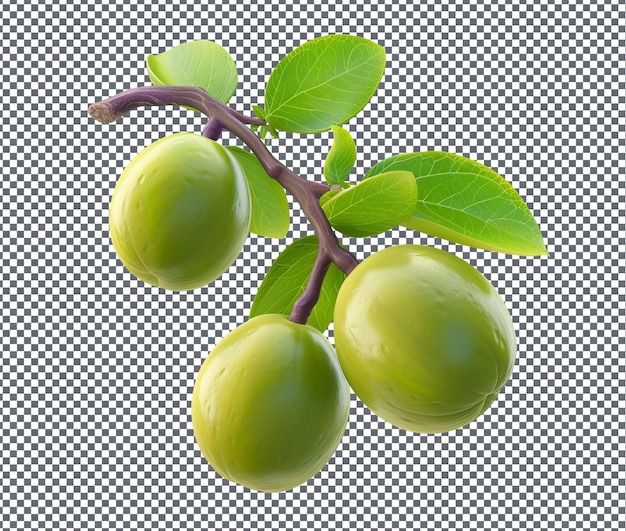 Natural and Fresh Kakadu Plum isolated on transparent background