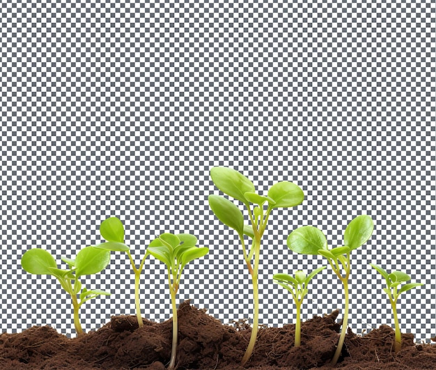 PSD natural and fresh nurtured seedlings isolated on transparent background