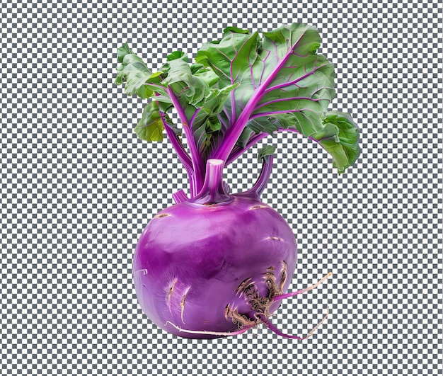 Natural and Fresh Purple kohlrabi isolated on transparent background