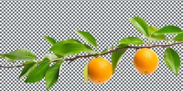 Natural and Fresh Tangerine isolated on transparent background