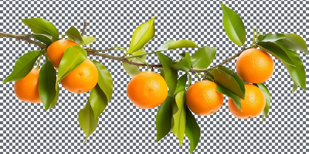 Natural and Fresh Tangerine isolated on transparent background