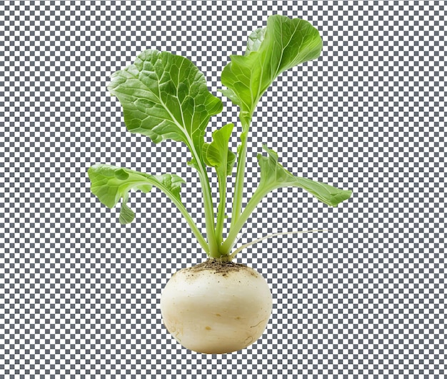 PSD natural and fresh white radish isolated on transparent background