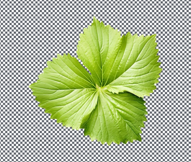 Natural Hollyhock Leaf isolated on transparent background